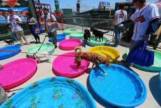Illustration for article titled Here's A Dog Dressed As A Hot Dog, Eating A Hot Dog